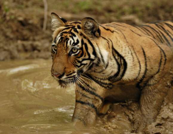 Golden Triangle With Wildlife