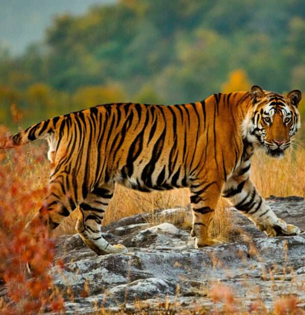  Indian Wildlife Tour Packages