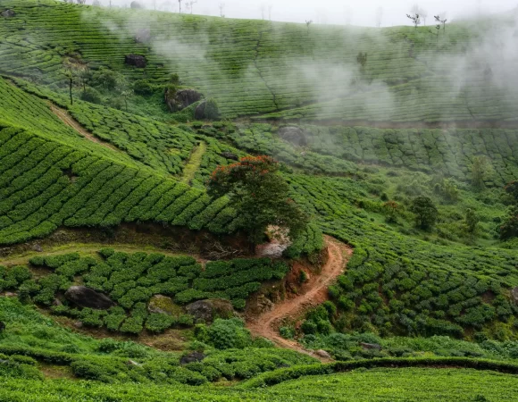 Spices And Tea Trails Trek In Kerala