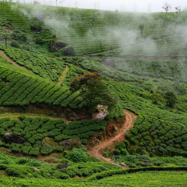 Spices And Tea Trails Trek In Kerala